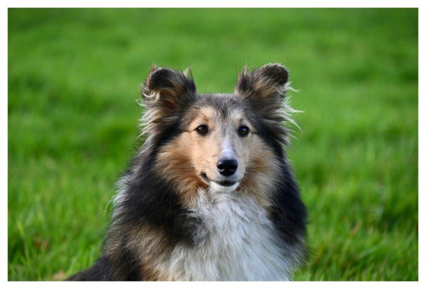 Shetland Sheepdog Female Dog Animal Nature