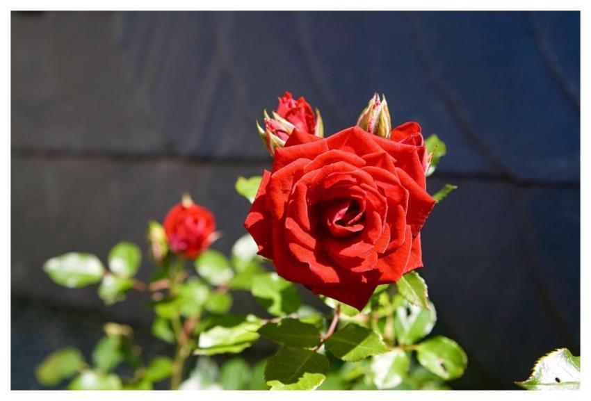 Rose Red Rose Flower Bloom