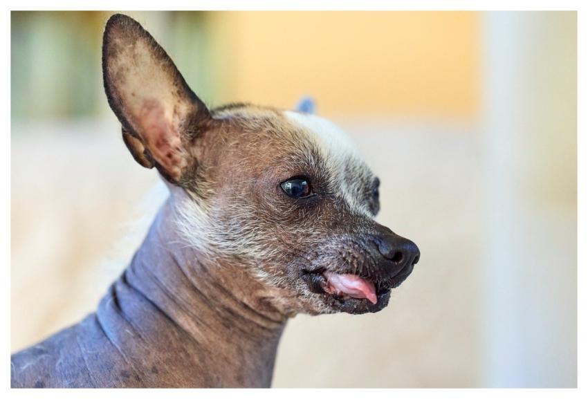 Dog Chinese Crested Dog Nature Pet