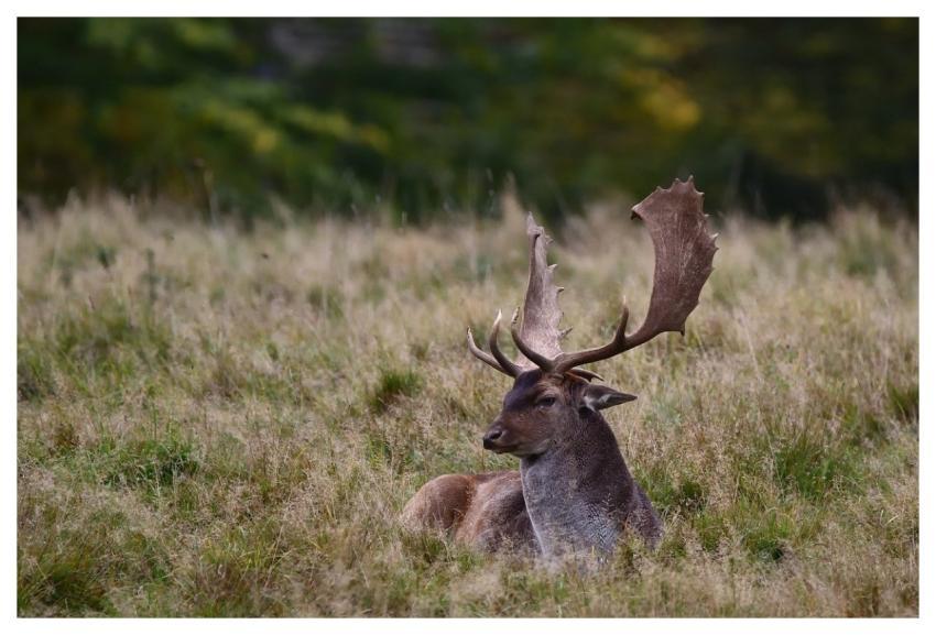 Deer Fallow Deer Wildlife Antler