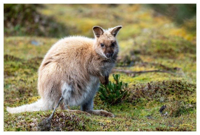 Wallaby Marsupial Kangaroo Wild