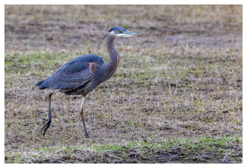 Heron Bird Nature Animal