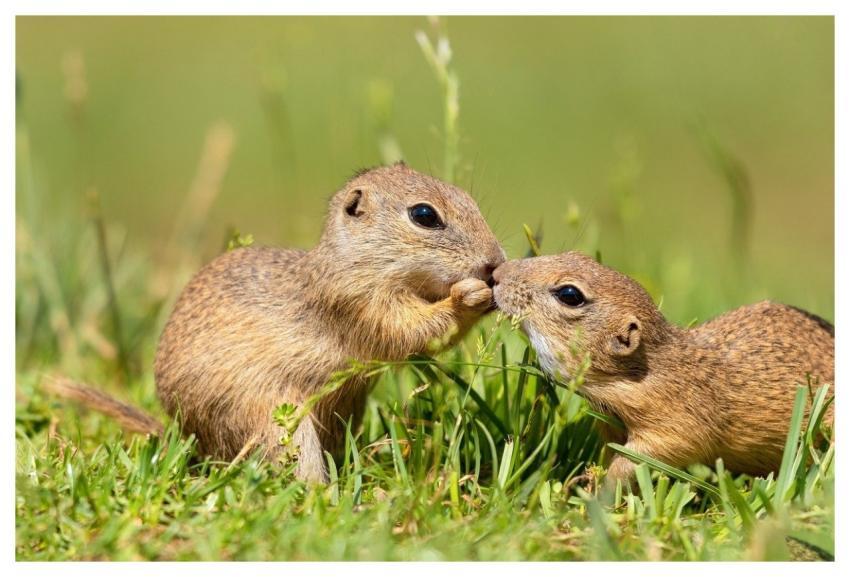 Squirrel Ground Squirrel Animal Nature