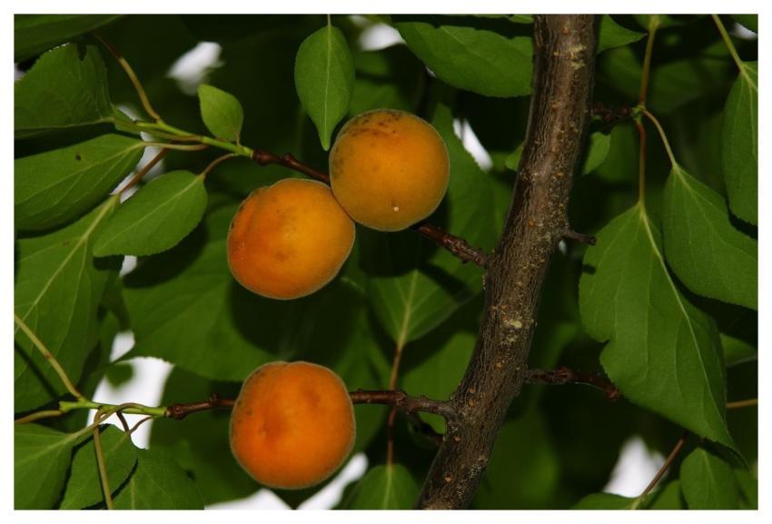 Apricot Nature Fruit Color