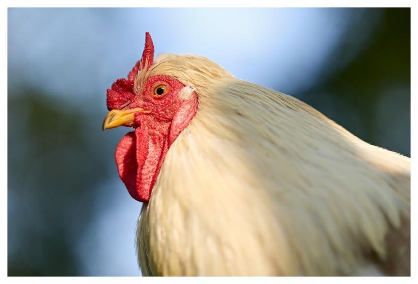 Haan Chicken Bird White