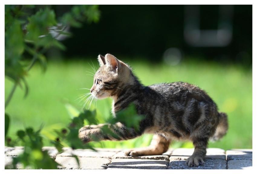 Cat Animal Feline Nature