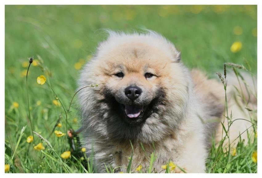 Eurasier Olaf Dog Animal Nature