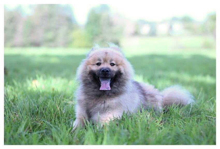 Eurasier Olaf Dog Nature Animal