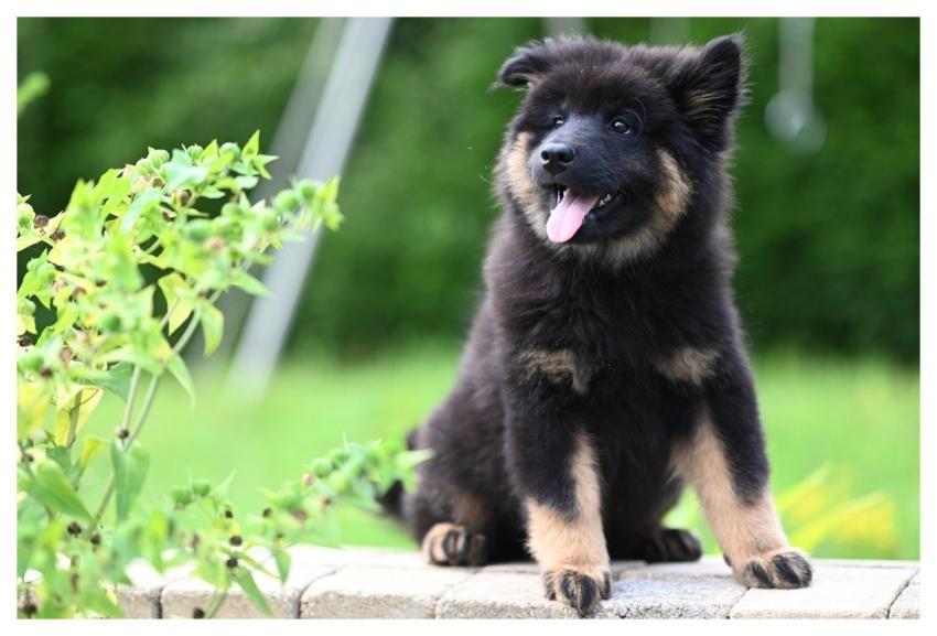 Eurasier Puppy Dog Puppy Canine