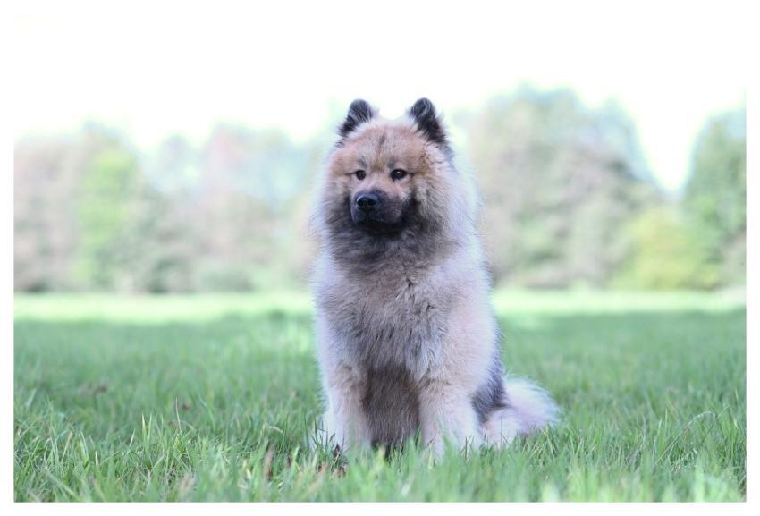 Eurasier Olaf Dog Animal Nature