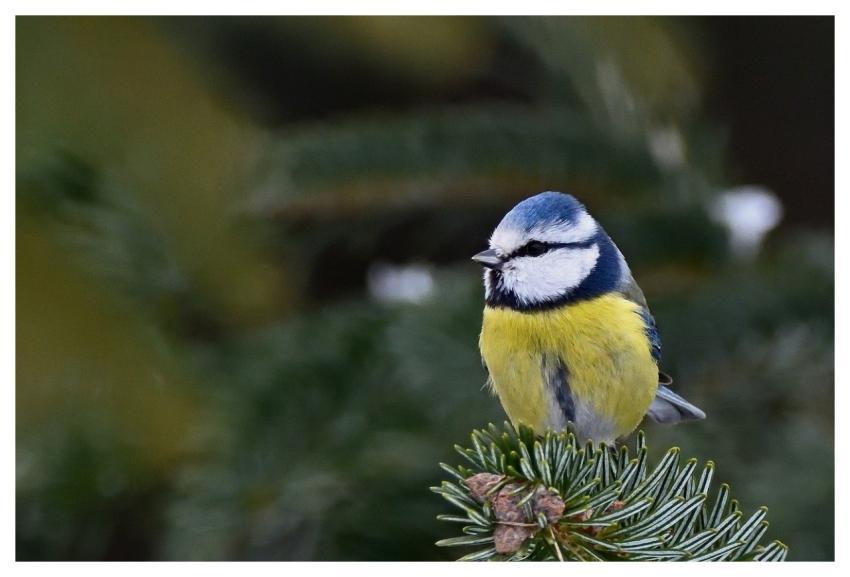 Blue Tit Bird Conifer Winter