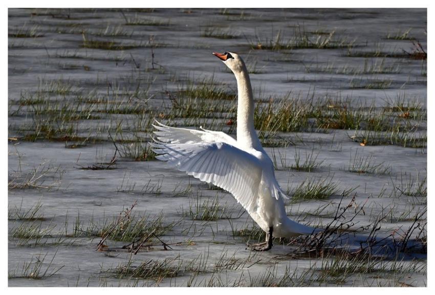 Swan Water Bird Lake Nature