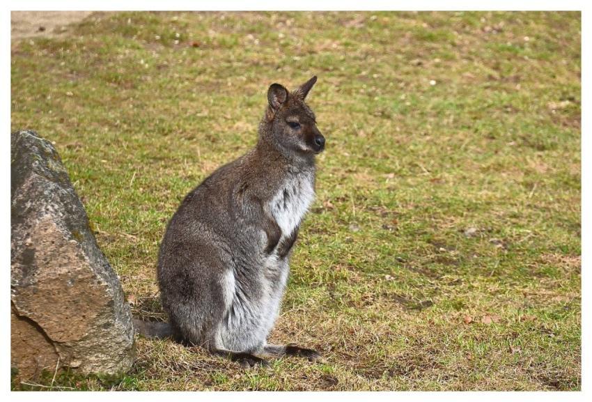 Kangaroo Nature Marsupial Mammal