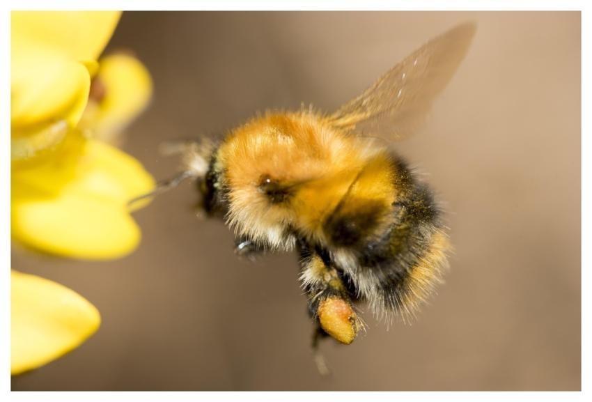 Bee Insect Pollen Fly