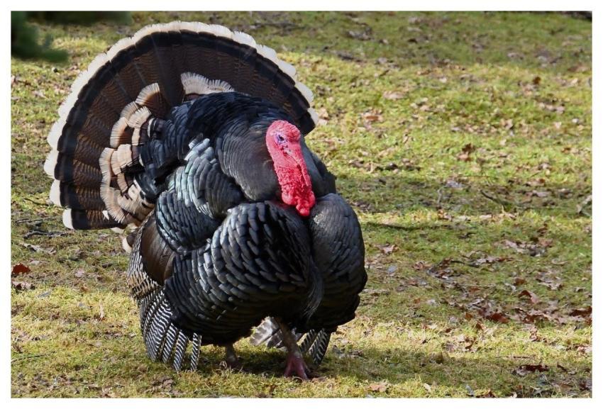 Turkey Bird Meadow Male