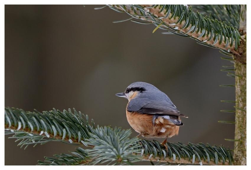 Young Bird Nature Bird Tree Branch