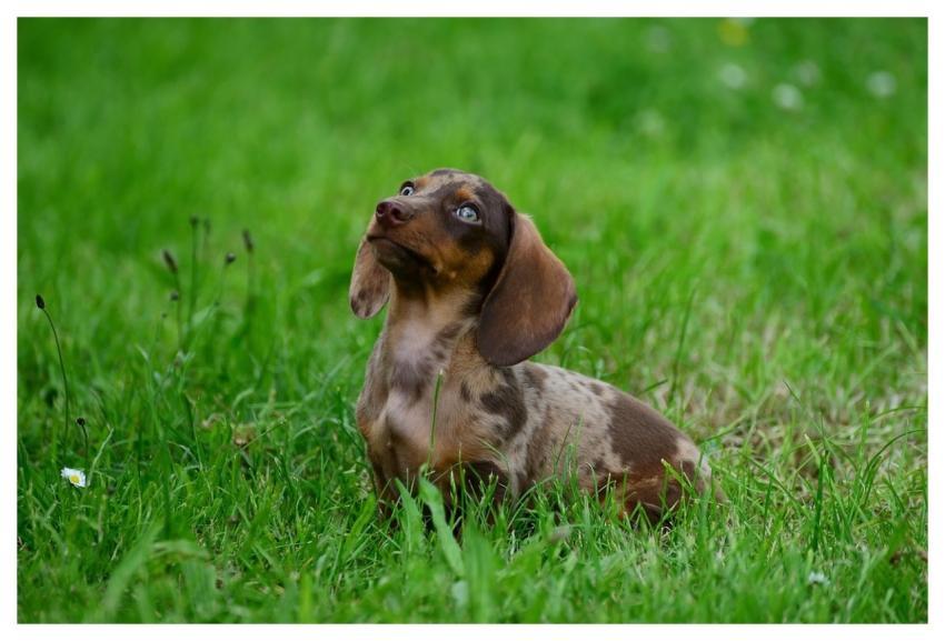 Dachshund Puppy Grass Pet