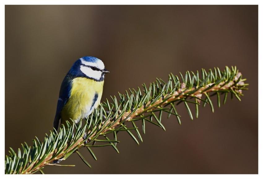 Blue Tit Bird Wildlife Ornithology