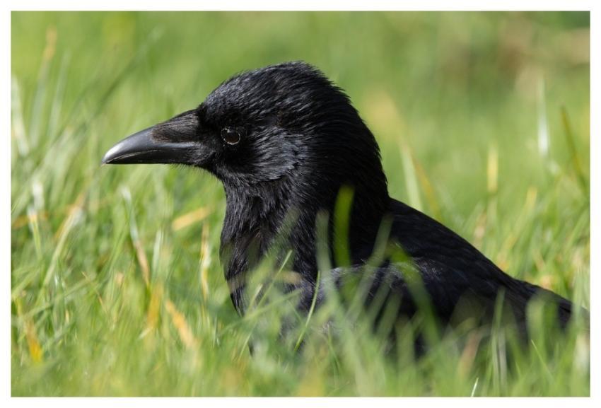 Raven Bird Black Grass
