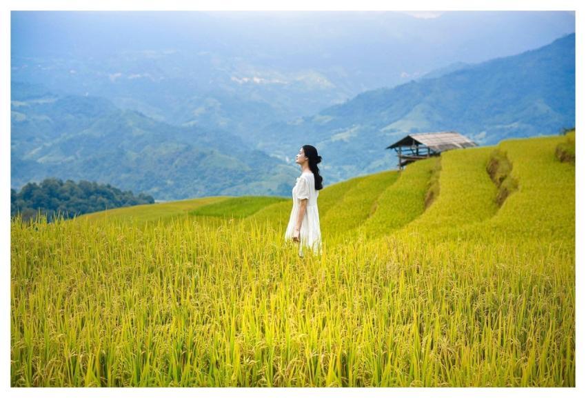 Vietnam Lua Rice Nature