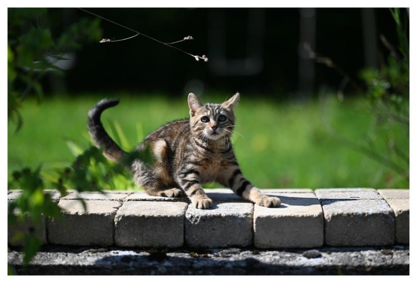 Cat Feline Animal Jaclou-Dl