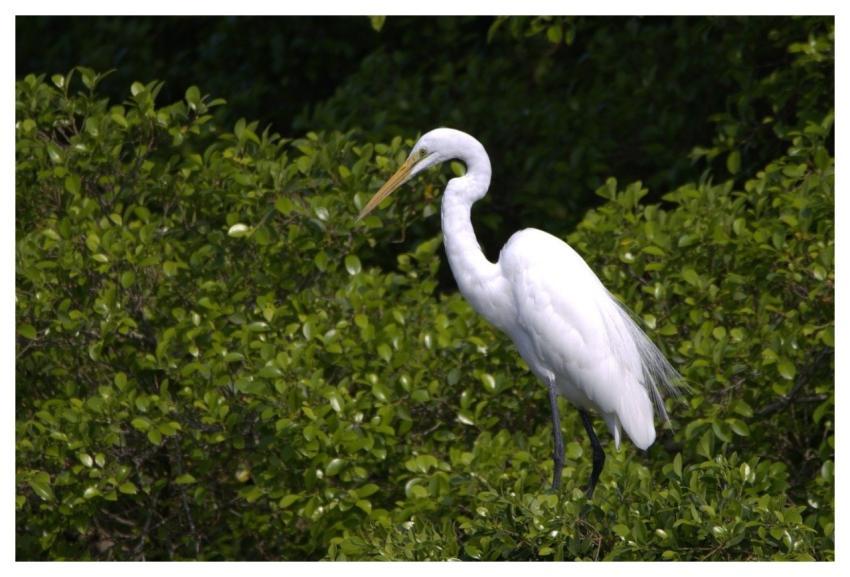 Great Egret Heron Natural Bird