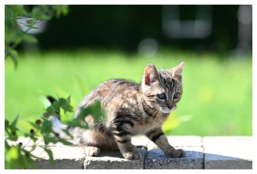 Cat Animal Feline Mammal