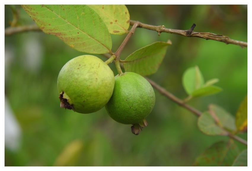 Guava Green Field Nature