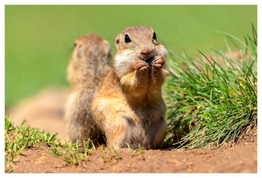 Ground Squirrel Squirrel Animal Nature