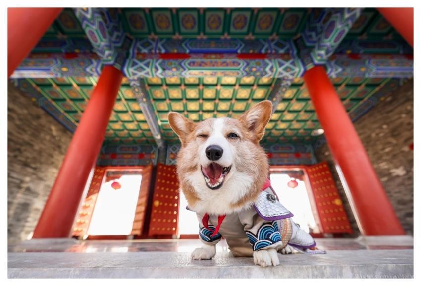 Dog Corgi Nature Pet