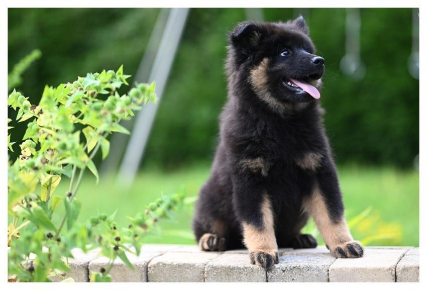 Eurasier Puppy Animal Dog Puppy