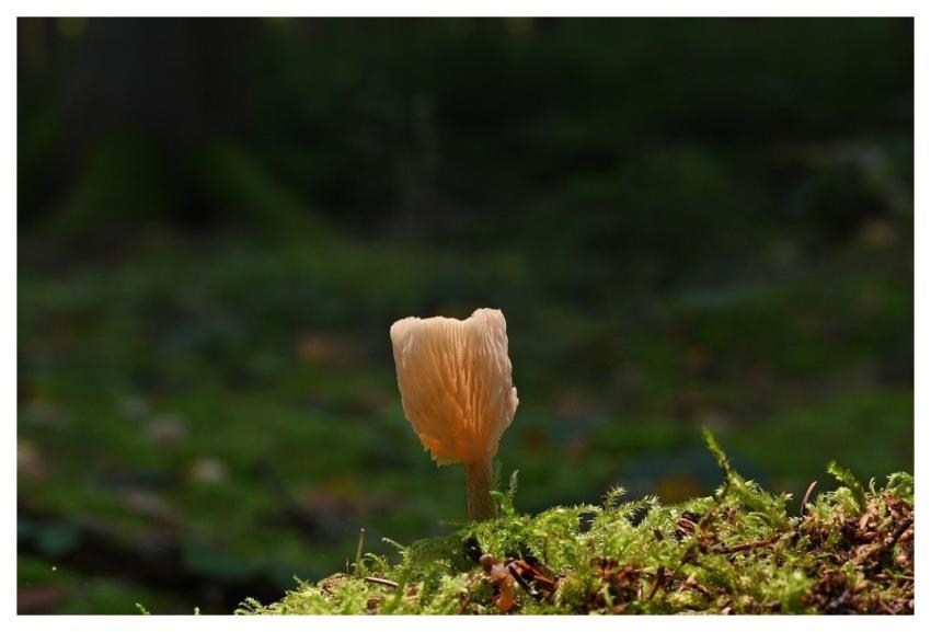 Mushroom Disc Fungus Moss Fall