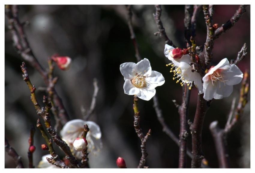 Flowers Petals Beautiful Flowers Flower Wallpaper