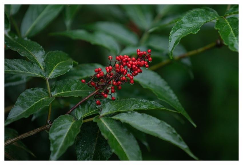 Fruit Red Wild Mountain