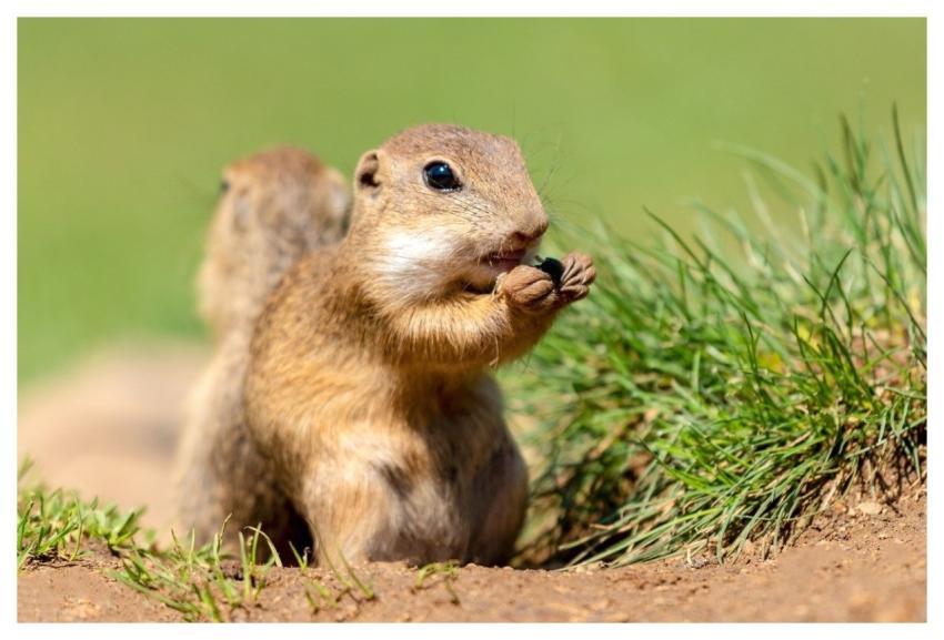 Ground Squirrel Squirrel Animal Nature
