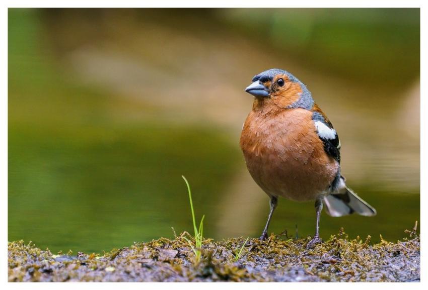 Bird Nature Animal Wildlife