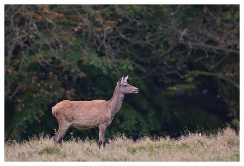 Deer Nature Wild Mammals