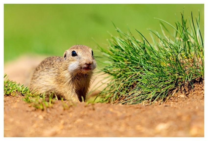 Squirrel Ground Squirrel Animal Nature