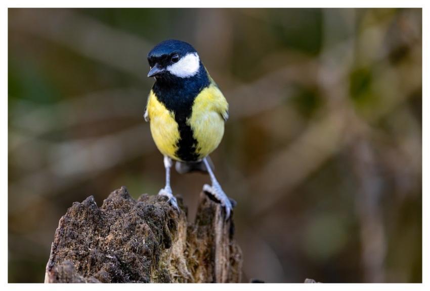 Bird Great Tit Nature Animals
