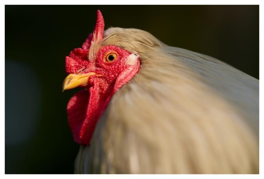 Haan Chicken Bird Poultry