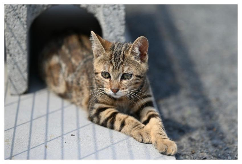 Kitten Animal Nature Cat