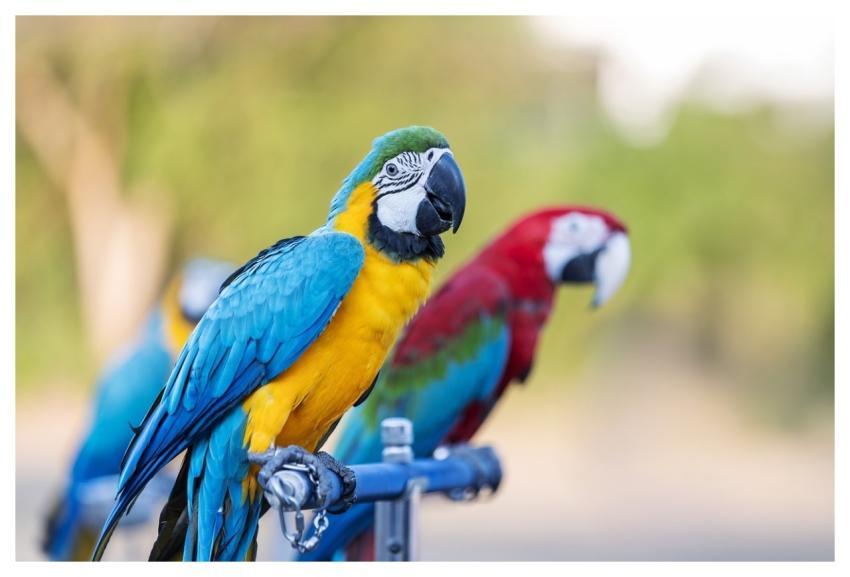Macaw Parrot Exotic Colorful