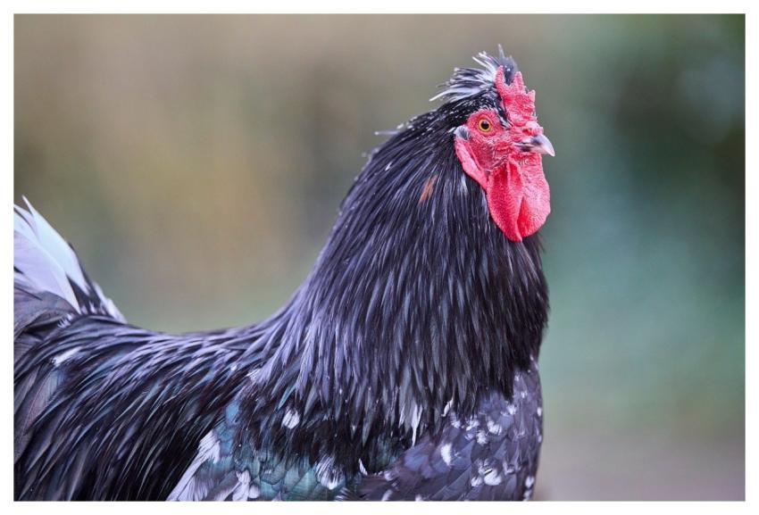 Haan Chicken Bird Poultry