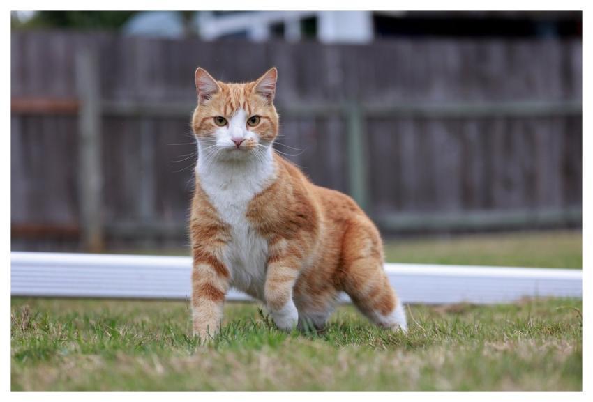 Cat Animal Orange Pet