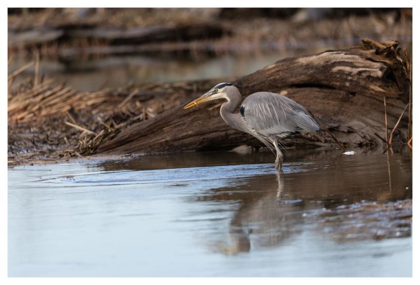 Heron Bird Nature Animal