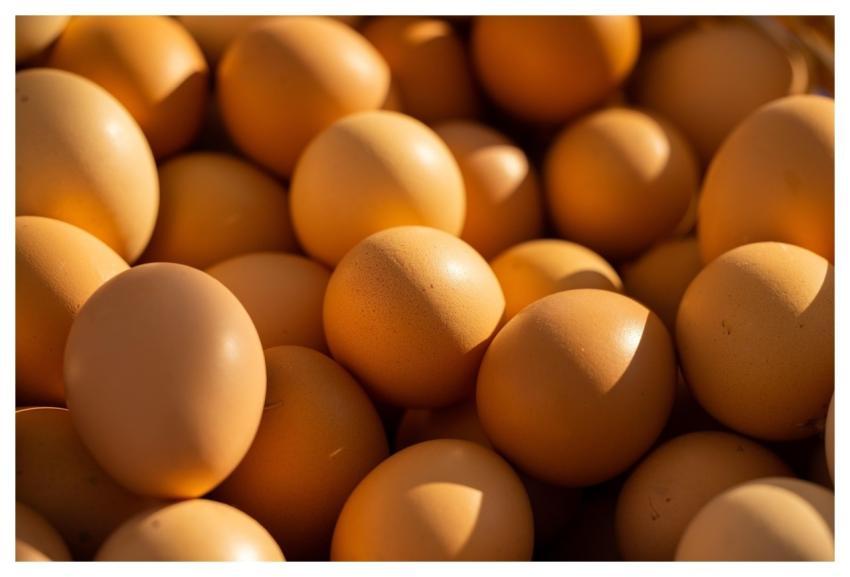 Egg Chicken Livestock Poultry