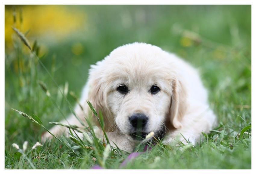 Golden Retriever Puppy Amber Golden Retriever Pupp