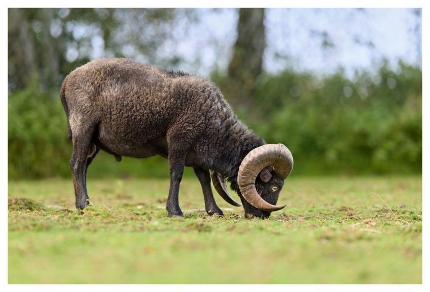 Ram Sheep Animal Mammal