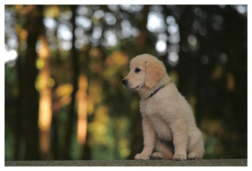Golden Retriever Amber Puppy Animal Nature