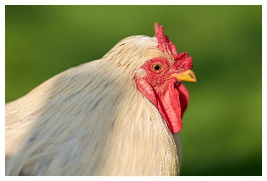 Haan Chicken Bird Poultry